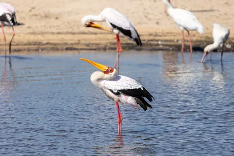 Yellow-billed storks fishing, Namibia — Nicolas Marincic