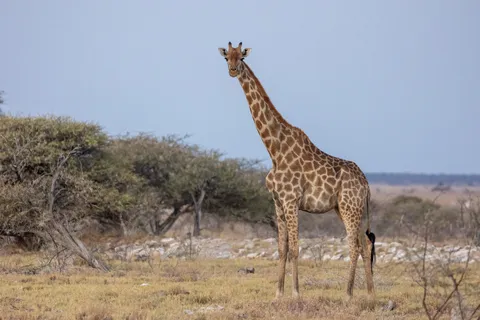 Giraffe, Etosha, Namibia — Nicolas Marincic
