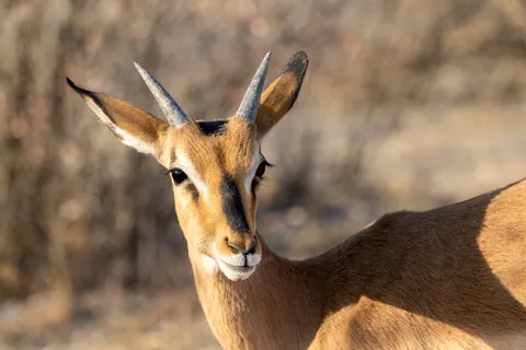 Springbok portrait, Etosha, Namibia — Nicolas Marincic