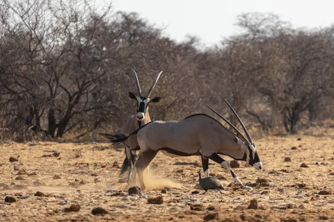 Oryx, Etosha, Namibia — Nicolas Marincic