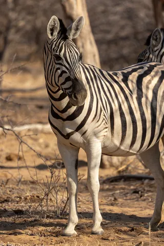 Zebra portrait, Etosha, Namibia — Nicolas Marincic