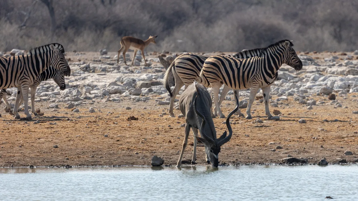 Kudu drinking among zebras, Etosha, Namibia — Nicolas Marincic