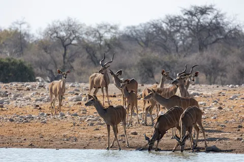 Kudu herd at a waterhole, Etosha, Namibia — Nicolas Marincic