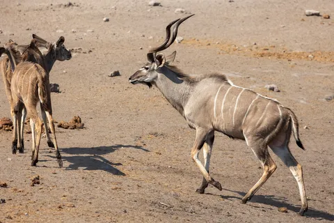 Greater kudu bull approaching females, Etosha, Namibia — Nicolas Marincic