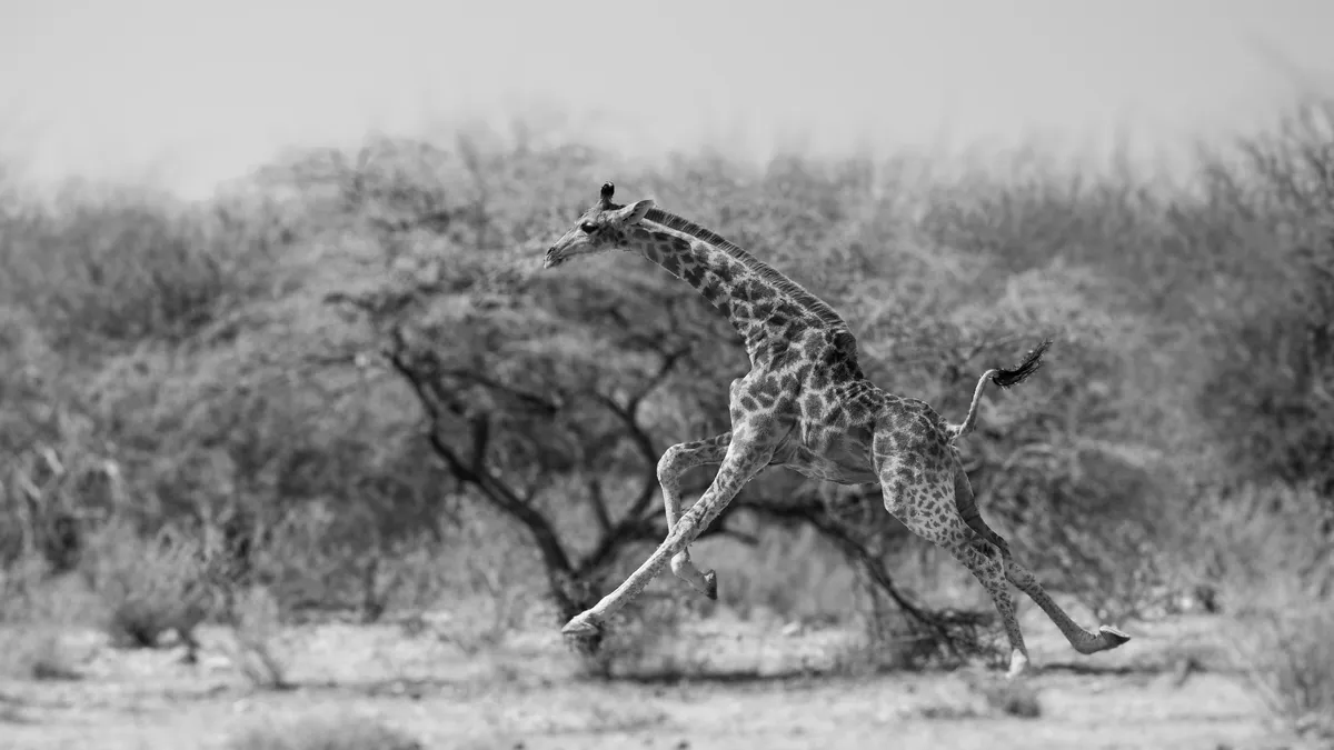 Giraffe running through acacias, Etosha, Namibia — Nicolas Marincic