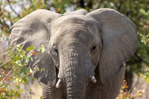 Elephant facing the camera, ears spread, Etosha, Namibia — Nicolas Marincic