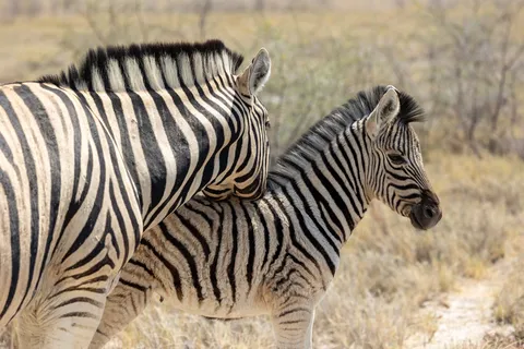 Zebra mare and foal, Etosha, Namibia — Nicolas Marincic