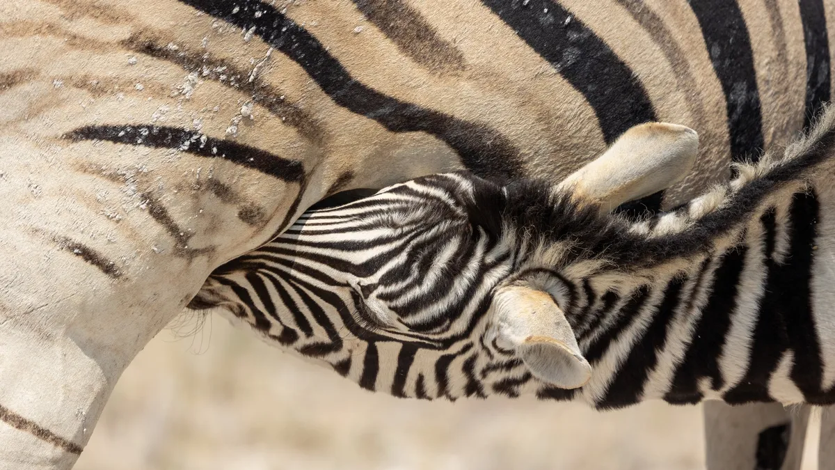 Zebra foal suckling, a play of stripes, Etosha, Namibia — Nicolas Marincic