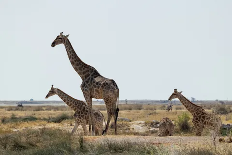 Giraffe family on the Etosha plain, Namibia — Nicolas Marincic