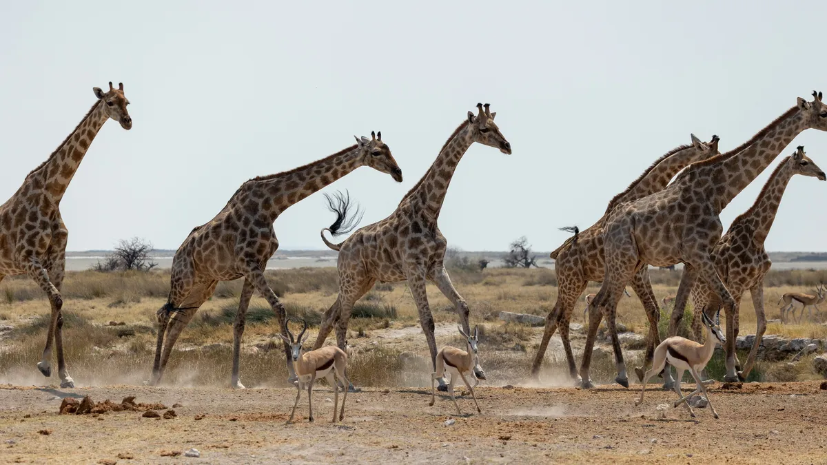 Line of giraffes with springbok, Etosha, Namibia — Nicolas Marincic