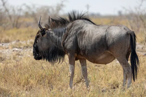 Blue wildebeest, Etosha, Namibia — Nicolas Marincic