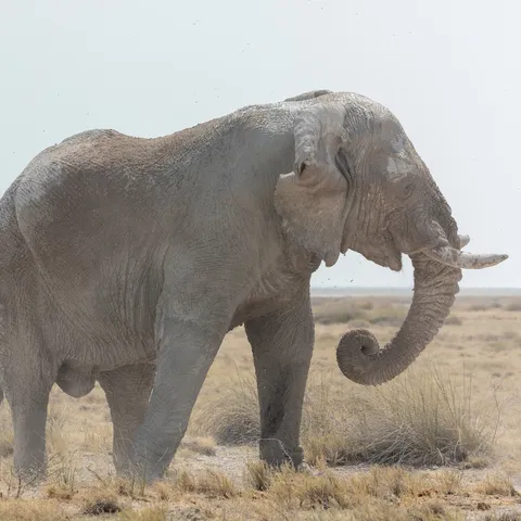 Elephant bull chalk-white with Etosha dust, Namibia — Nicolas Marincic