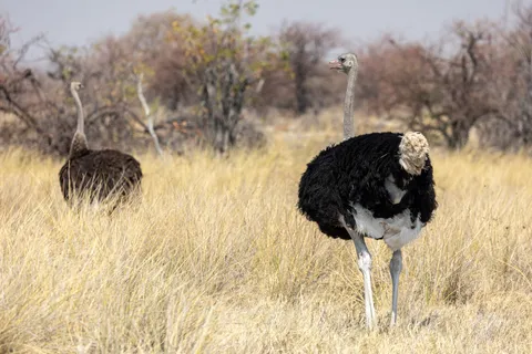 Ostriches in tall grass, Etosha, Namibia — Nicolas Marincic