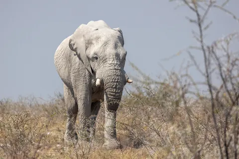 Chalk-white elephant in the bush, Etosha, Namibia — Nicolas Marincic