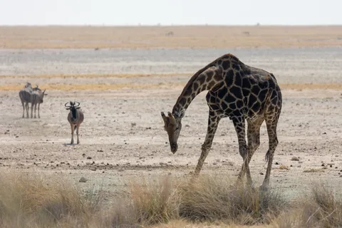 Giraffe bending to drink, Etosha, Namibia — Nicolas Marincic