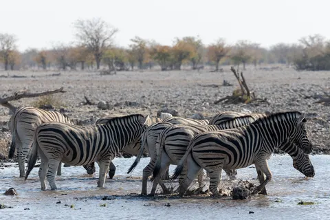 Zebras drinking in a line, Etosha, Namibia — Nicolas Marincic