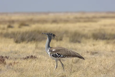 Kori bustard in grassland, Etosha, Namibia — Nicolas Marincic