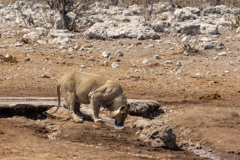 Lioness drinking at a waterhole, Etosha, Namibia — Nicolas Marincic
