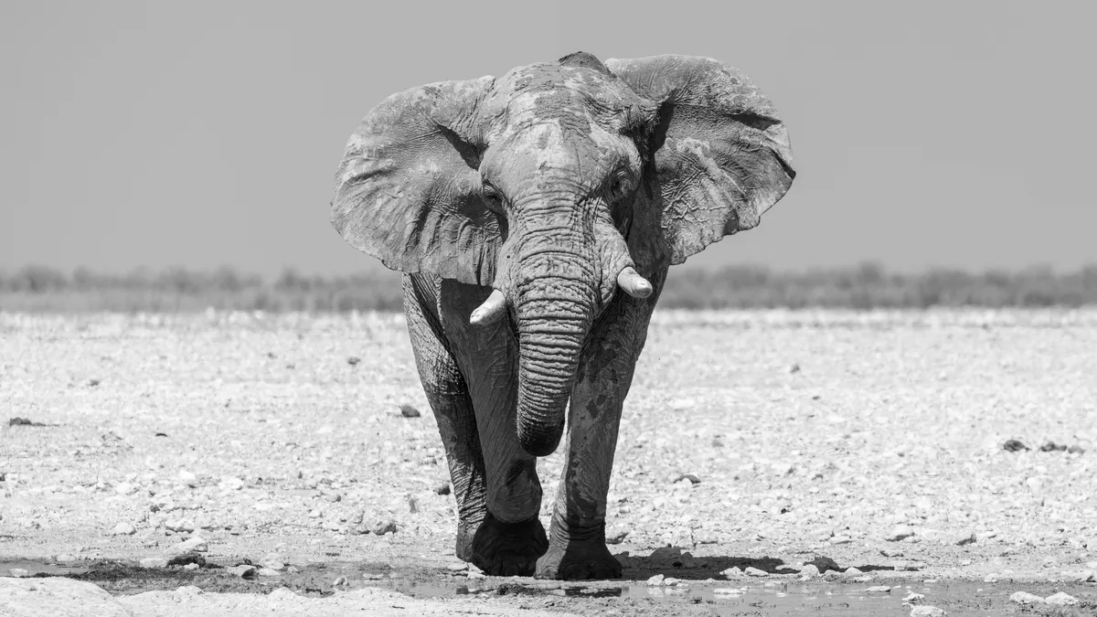 Elephant bull approaching, Etosha, Namibia — Nicolas Marincic