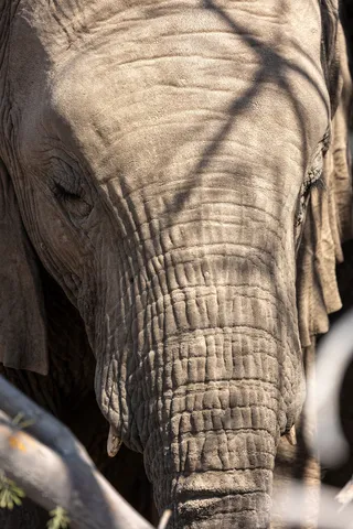 Elephant skin and eye, Namibia — Nicolas Marincic