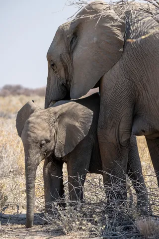 Elephant mother and calf, Etosha, Namibia — Nicolas Marincic