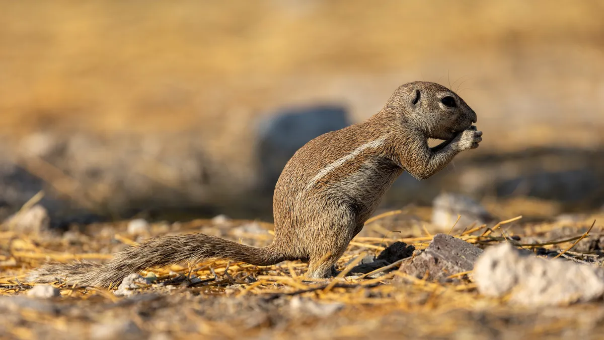 Ground squirrel feeding, Etosha, Namibia — Nicolas Marincic