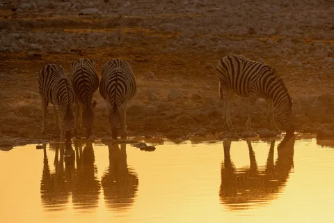 Zebras and their reflections in golden water, Etosha, Namibia — Nicolas Marincic