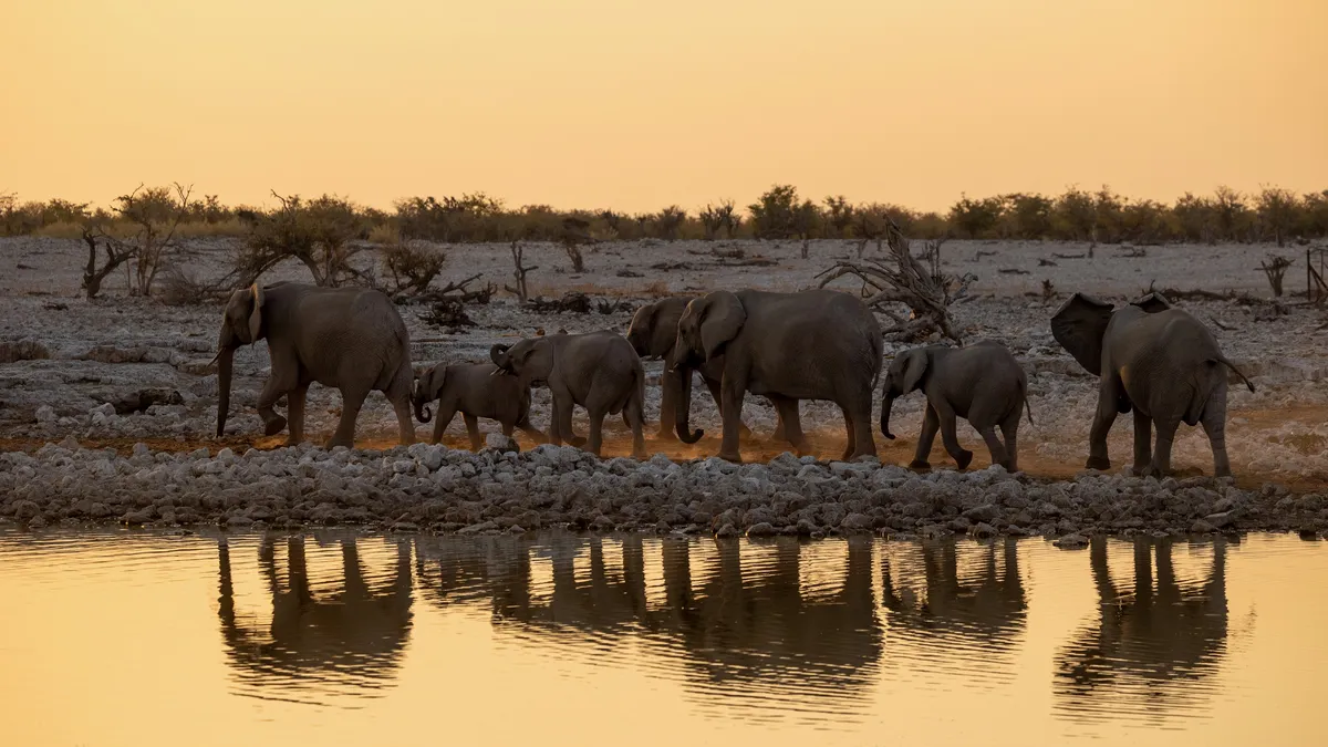 Elephant herd reflected at sunset, Etosha, Namibia — Nicolas Marincic