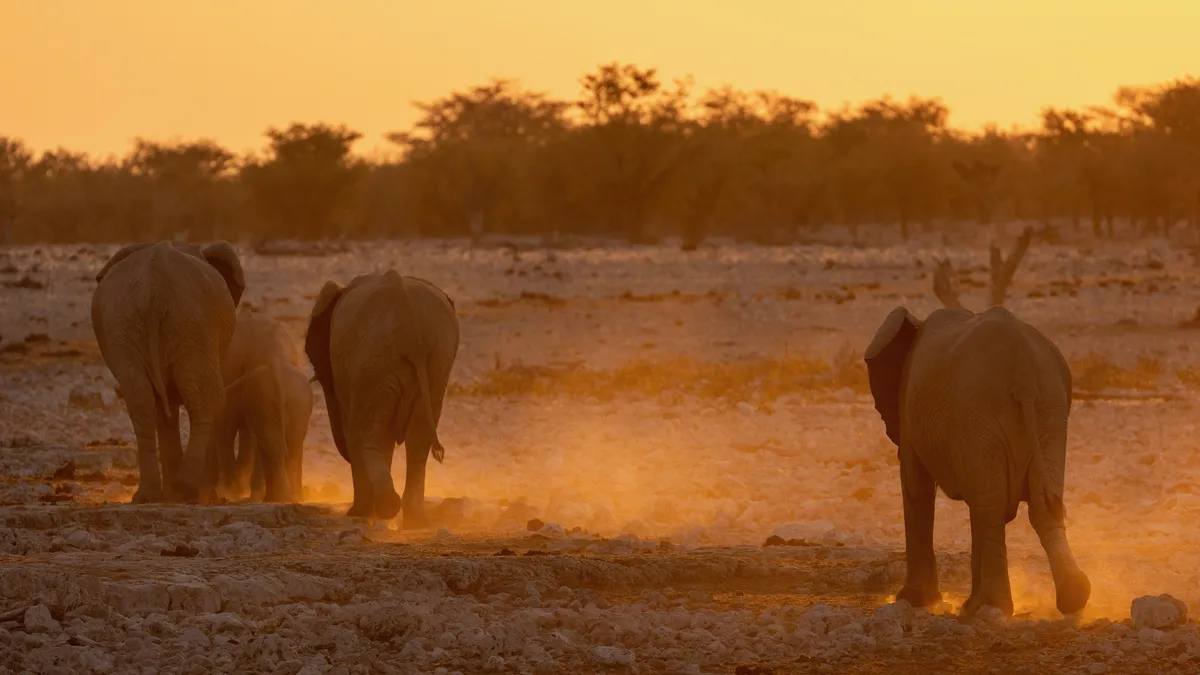 Elephants walking off in golden dust, Namibia — Nicolas Marincic