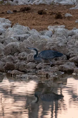 Grey heron and its reflection at a waterhole, Namibia — Nicolas Marincic
