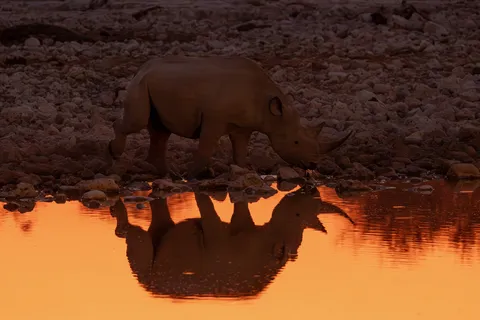 Black rhino reflected in orange afterglow, Okaukuejo, Namibia — Nicolas Marincic