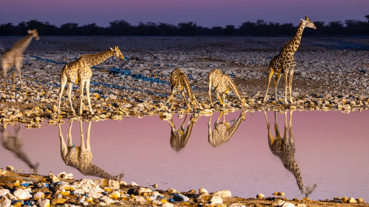 Giraffes at the twilight waterhole, Okaukuejo, Namibia — Nicolas Marincic