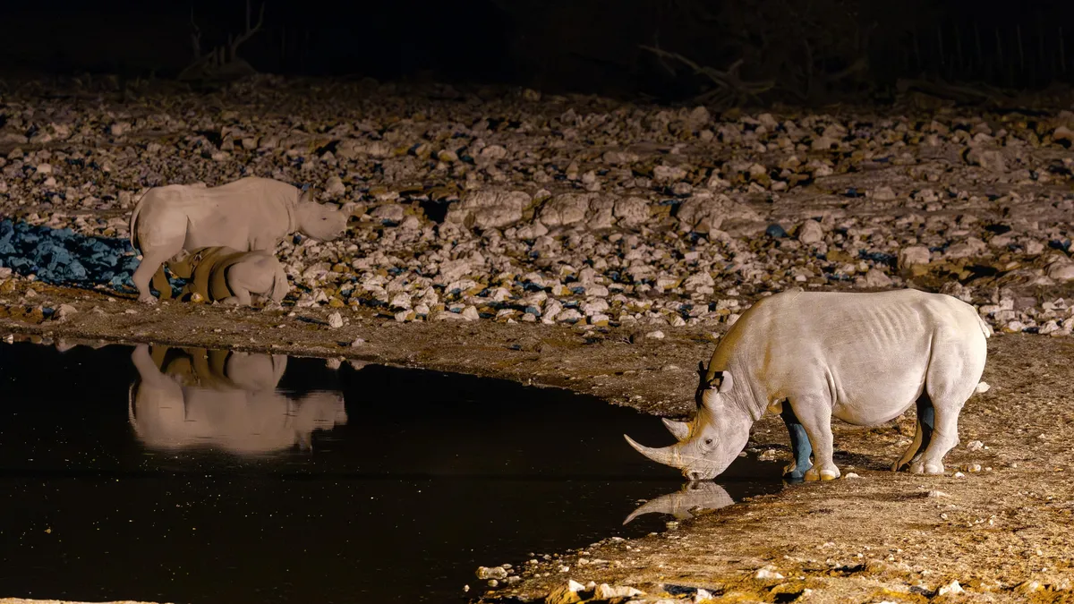 Rhinos at the waterhole by night, Okaukuejo, Namibia — Nicolas Marincic