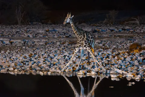Giraffe drinking at the floodlit waterhole, Okaukuejo, Namibia — Nicolas Marincic