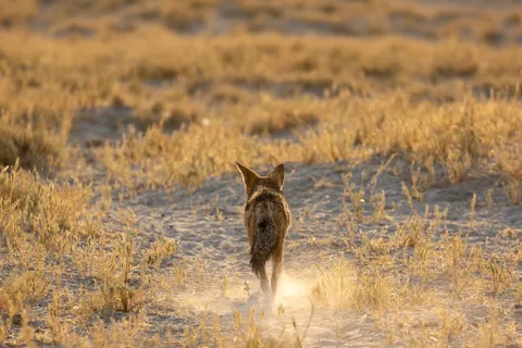 Black-backed jackal in golden grass, Etosha, Namibia — Nicolas Marincic