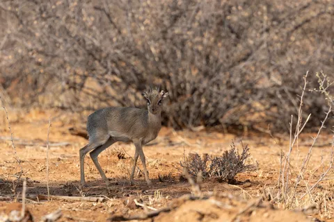 Damara dik-dik in the scrub, Namibia — Nicolas Marincic