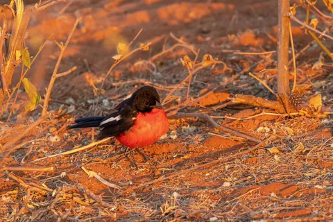 Crimson-breasted shrike on red sand, Okonjima, Namibia — Nicolas Marincic