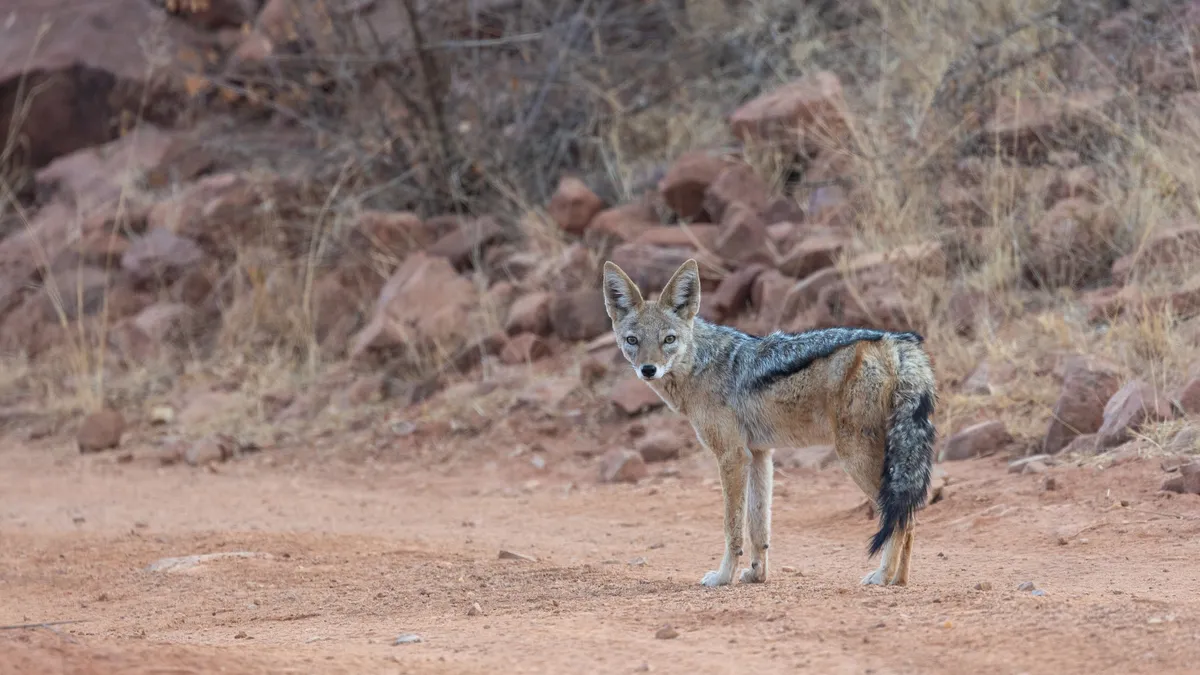 Black-backed jackal, Okonjima, Namibia — Nicolas Marincic