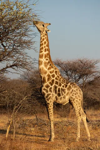 Giraffe browsing an acacia, Okonjima, Namibia — Nicolas Marincic