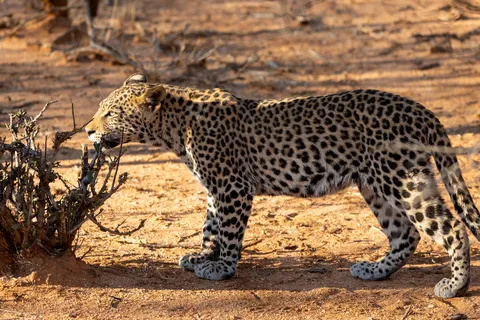 Leopard sniffing a bush, Okonjima, Namibia — Nicolas Marincic