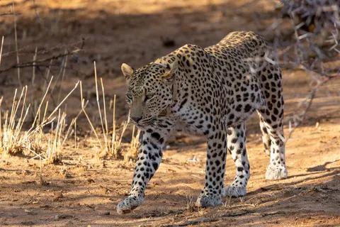 Leopard walking towards the camera, Okonjima, Namibia — Nicolas Marincic