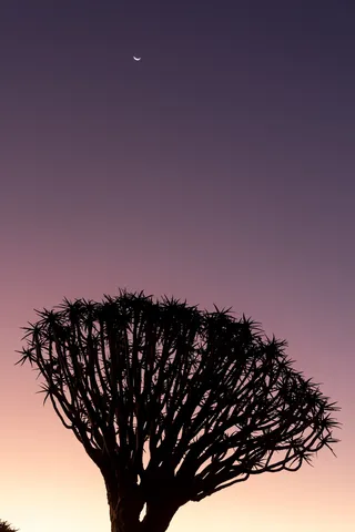 Quiver tree at dusk, Namibia — Nicolas Marincic
