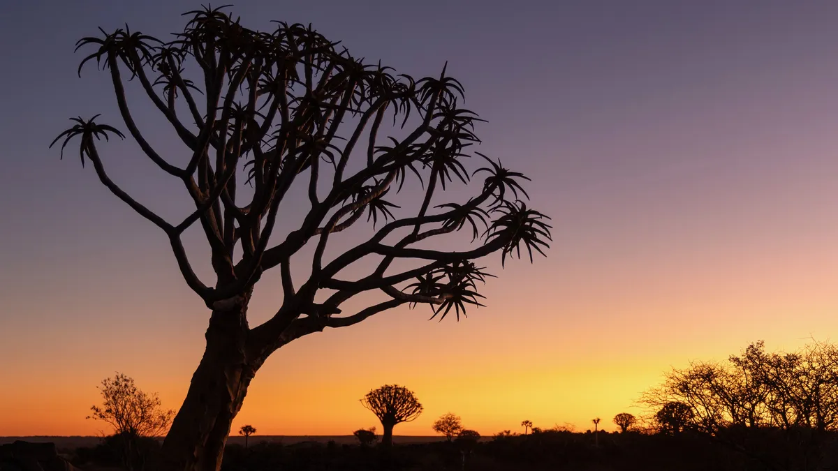 Quiver trees at sunset, Namibia — Nicolas Marincic