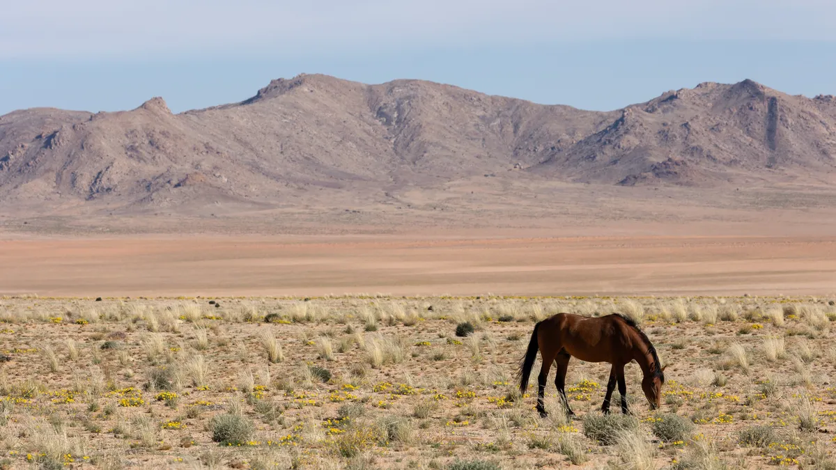 Wild horse of the Namib Desert, Namibia — Nicolas Marincic