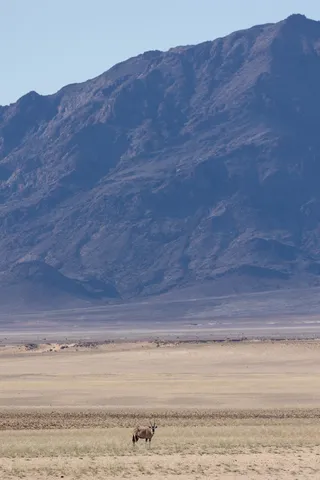 Oryx on the plain below the mountains, Namibia — Nicolas Marincic