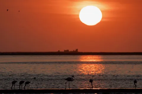Flamingos at sunset, Namibia — Nicolas Marincic
