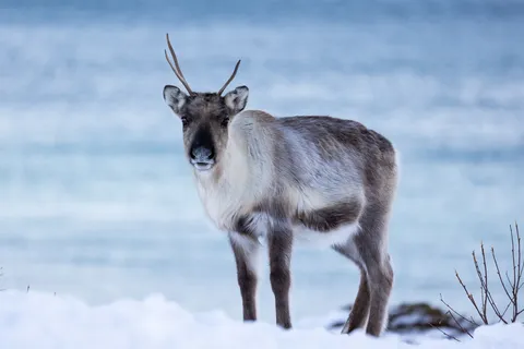 Reindeer against a blue fjord, Norway — Nicolas Marincic