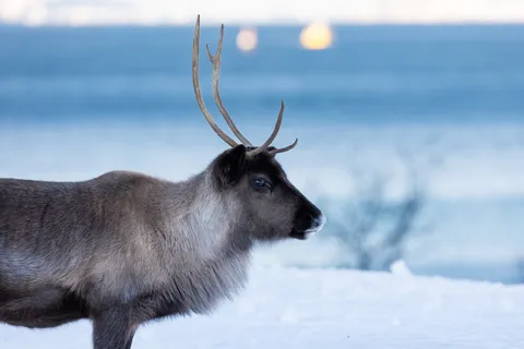 Reindeer in profile against the fjord, Norway — Nicolas Marincic
