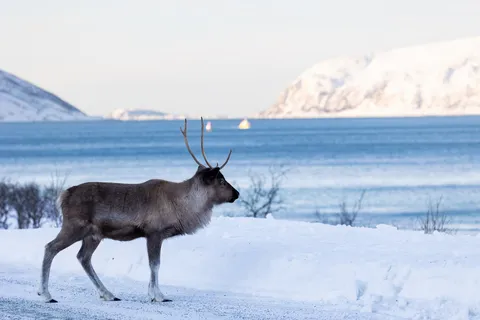 Reindeer by the fjord below snowy mountains, Norway — Nicolas Marincic