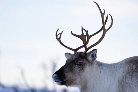 Reindeer head and antlers on soft white, Norway — Nicolas Marincic